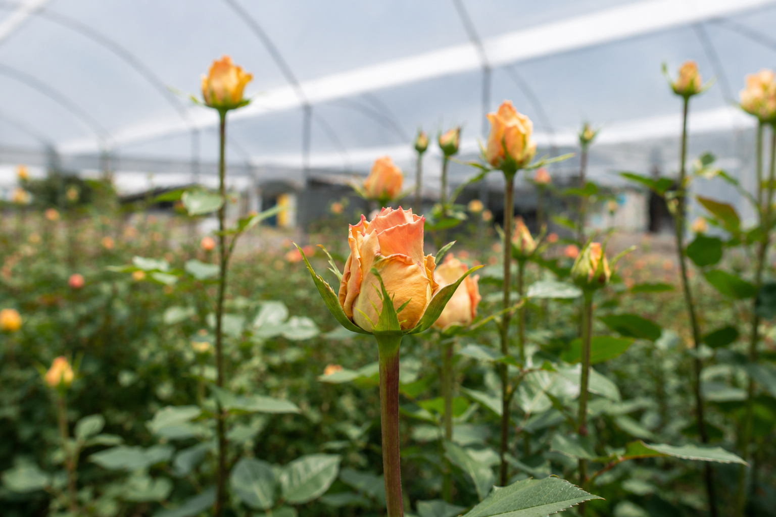 Premium Colombian roses